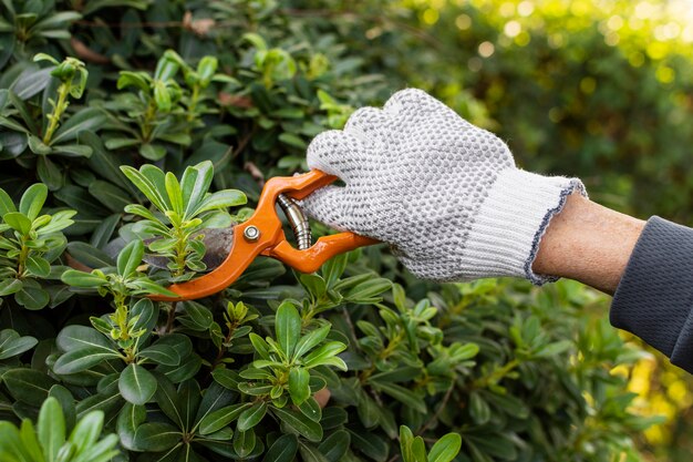 Cerrar las hojas de las plantas de corte