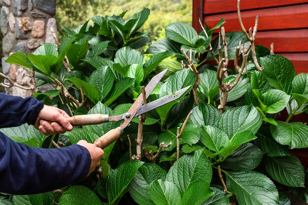 Cerrar las hojas de las plantas de corte