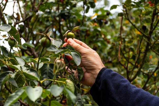 Cerrar las hojas de las plantas de corte