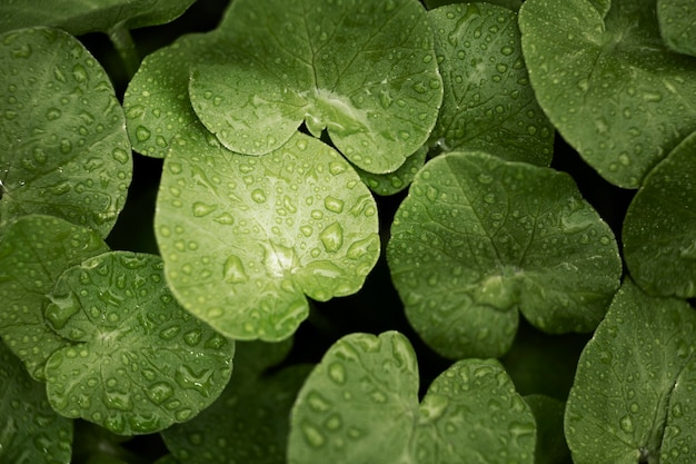 Foto gratuita cerrar en hojas verdes en la naturaleza