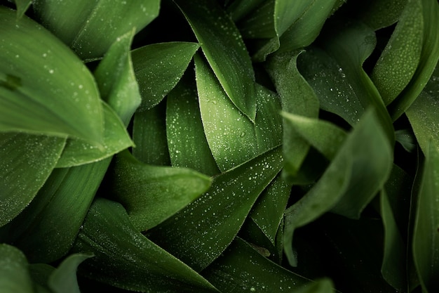 Cerrar en hojas verdes en la naturaleza