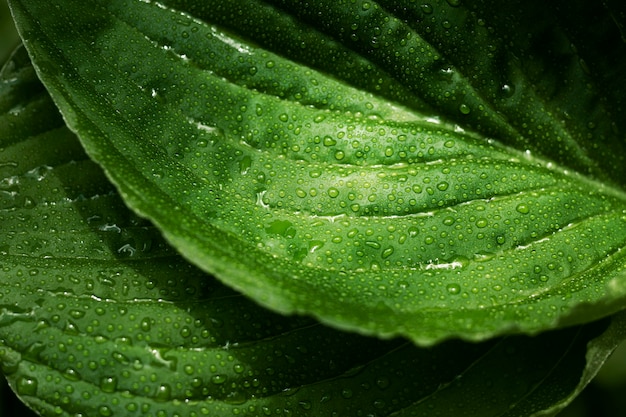 Cerrar en hojas verdes en la naturaleza