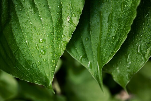 Cerrar en hojas verdes en la naturaleza