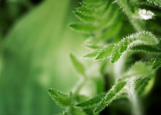 Cerrar en hojas verdes en la naturaleza