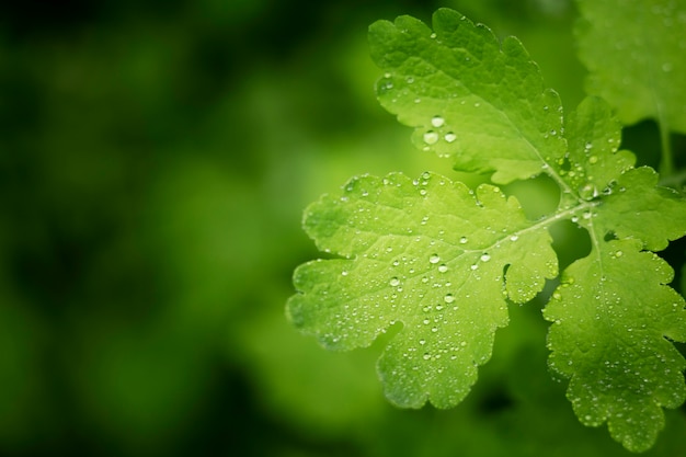 Cerrar en hojas verdes en la naturaleza