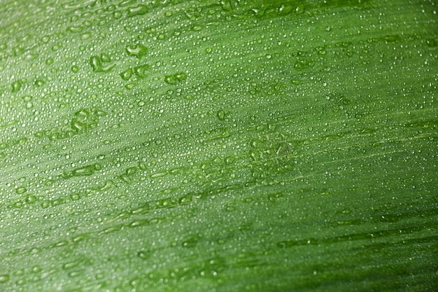 Cerrar en hojas verdes en la naturaleza