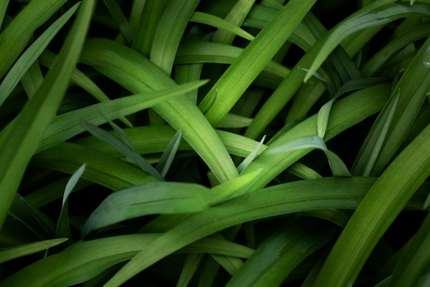 Foto gratuita cerrar en hojas verdes en la naturaleza