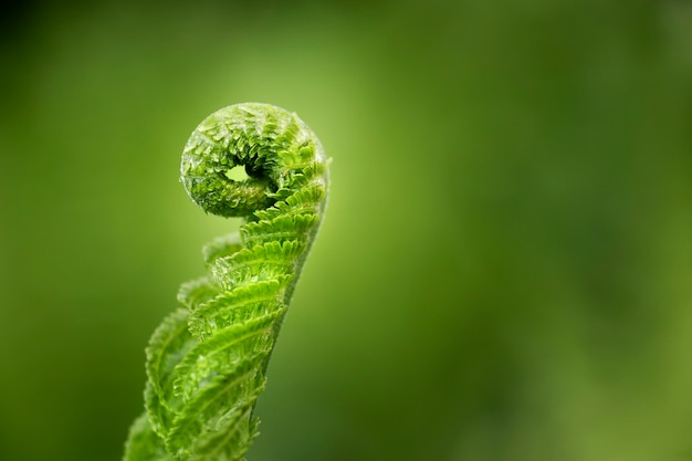 Cerrar en hojas verdes en la naturaleza