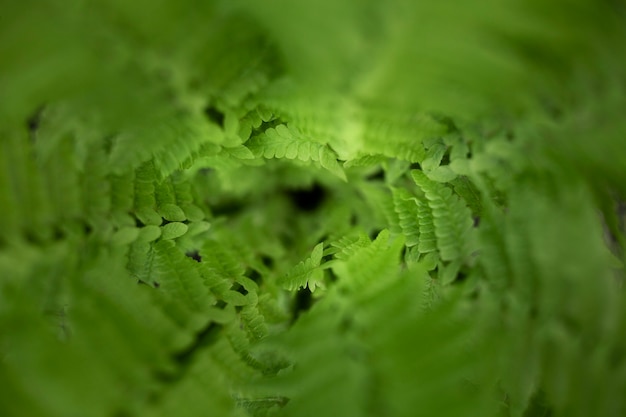 Foto gratuita cerrar en hojas verdes en la naturaleza