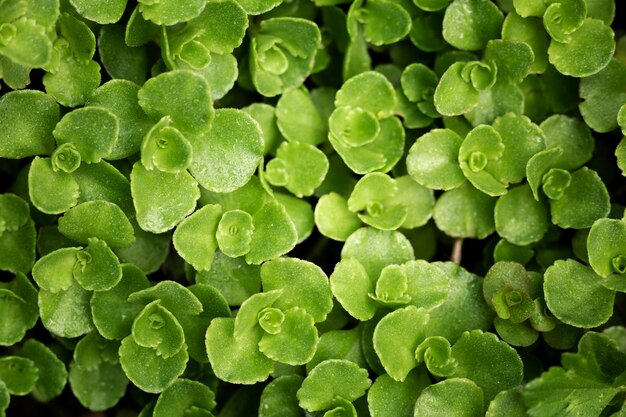 Cerrar en hojas verdes en la naturaleza