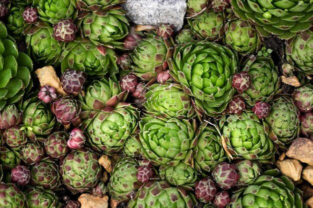 Cerrar en hojas verdes en la naturaleza