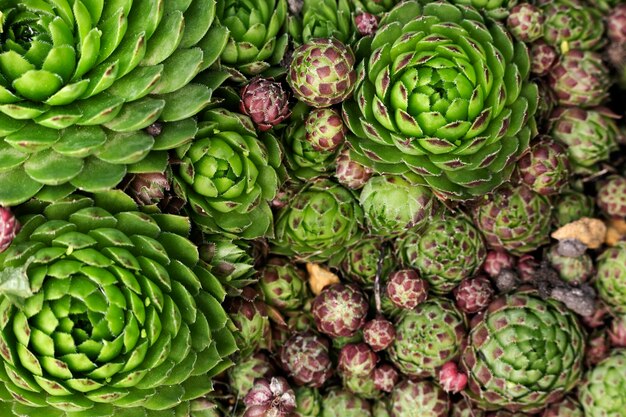 Cerrar en hojas verdes en la naturaleza