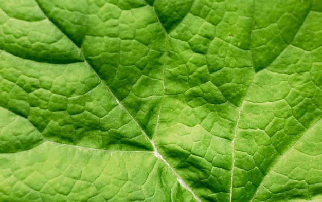 Cerrar en hojas verdes en la naturaleza