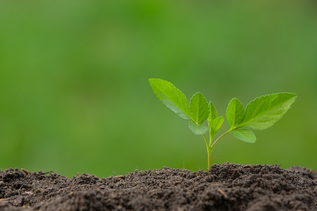 Cerrar imagen del árbol joven de la planta está creciendo