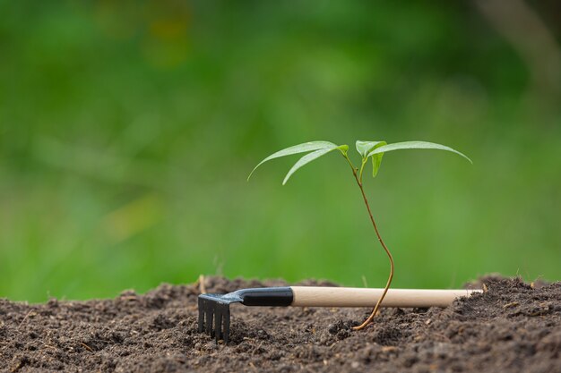 Cerrar imagen del árbol joven de la planta está creciendo