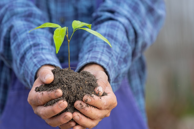 Cerrar imagen de la mano del jardinero sosteniendo el árbol joven de la planta