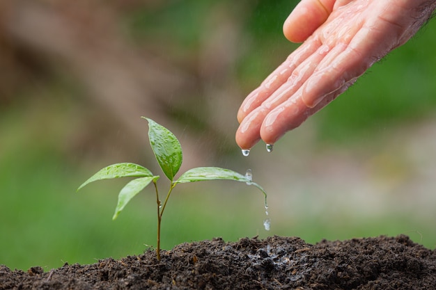 Cerrar imagen de mano regando el retoño de la planta