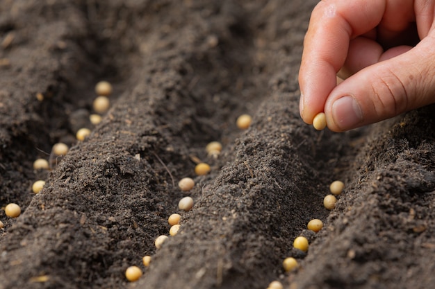 Cerrar imagen de mano sosteniendo la plantación de la semilla de la planta