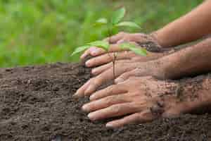 Foto gratuita cerrar imagen de mano sujetando la plantación del árbol joven de la planta