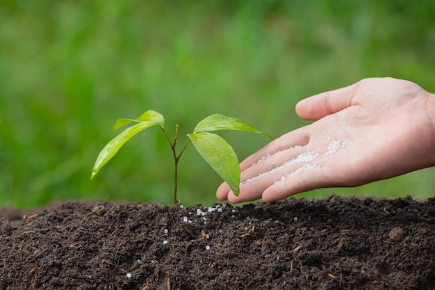 Cerrar imagen de mano sujetando la plantación del árbol joven de la planta