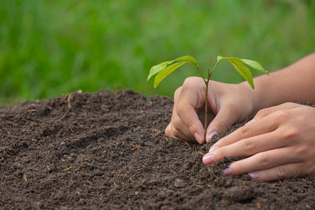 Cerrar imagen de mano sujetando la plantación del árbol joven de la planta