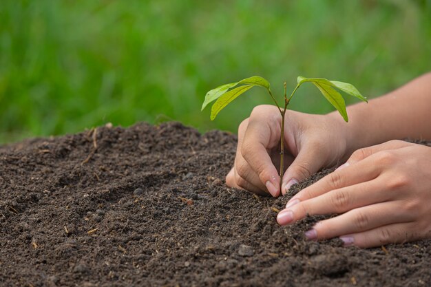 Cerrar imagen de mano sujetando la plantación del árbol joven de la planta