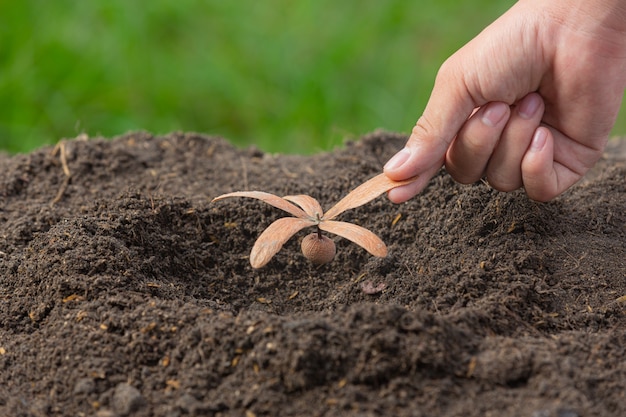 Cerrar imagen de mano sujetando la plantación del árbol joven de la planta