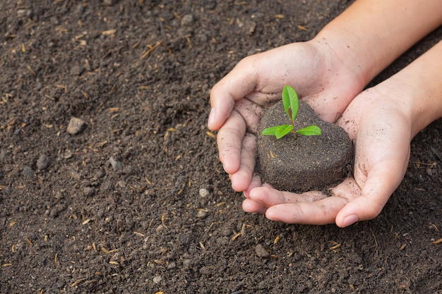 Cerrar imagen de mano sujetando la plantación del árbol joven de la planta