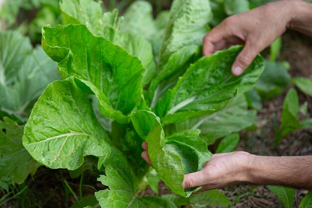 Cerrar imagen de las manos del jardinero tocando hojas de lechuga