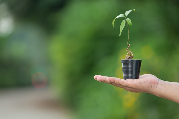 Foto gratuita cerrar imagen de planta de mano