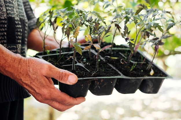 Cerrar jardinero sosteniendo una bandeja de siembra