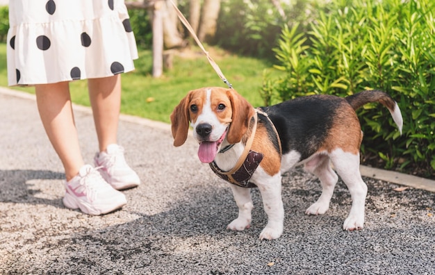 Cerrar joven adulto jugando y entrenando con perro beagle en el parque al aire libre