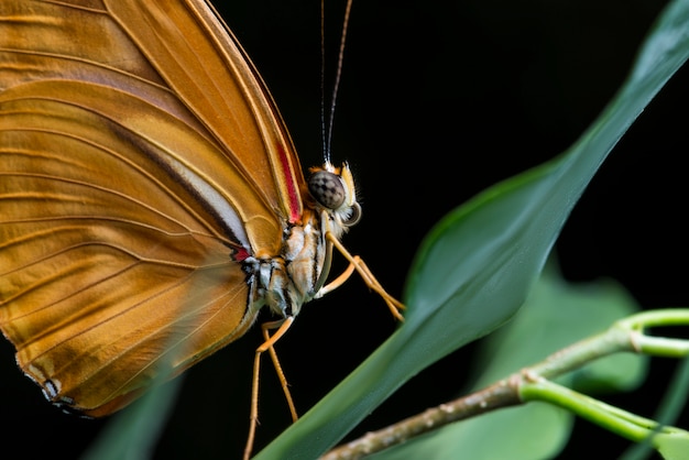 Cerrar julia mariposa con fondo negro