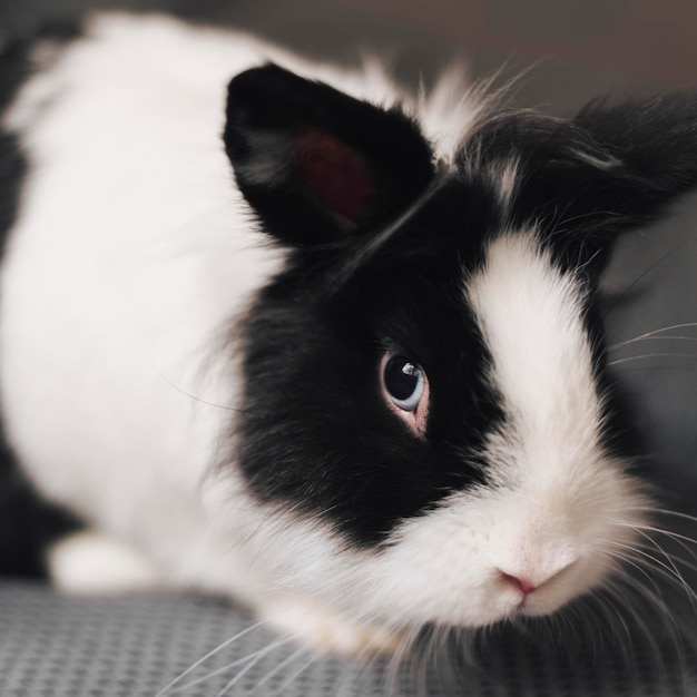 Cerrar lindo conejo blanco y negro