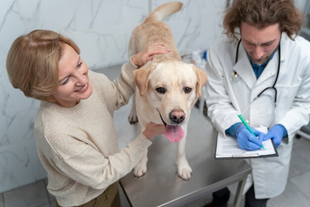 Cerrar lindo perro en el chequeo de la clínica veterinaria