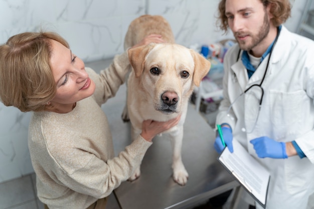 Cerrar lindo perro en el chequeo veterinario