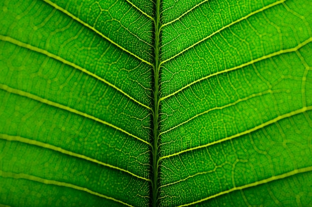 Foto gratuita cerrar línea de hoja verde