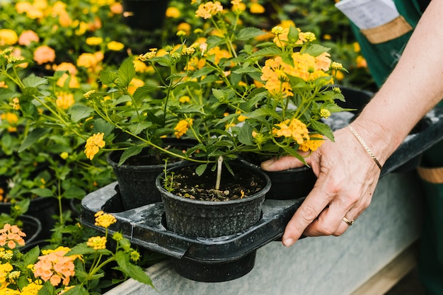 Foto gratuita cerrar macetas de flores en la mano