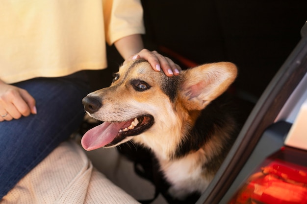 Cerrar la mano acariciando a un perro sonriente