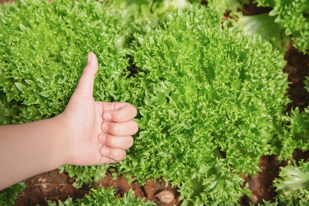 Cerrar mano agricultor en el jardín durante el fondo de alimentos de tiempo de mañana