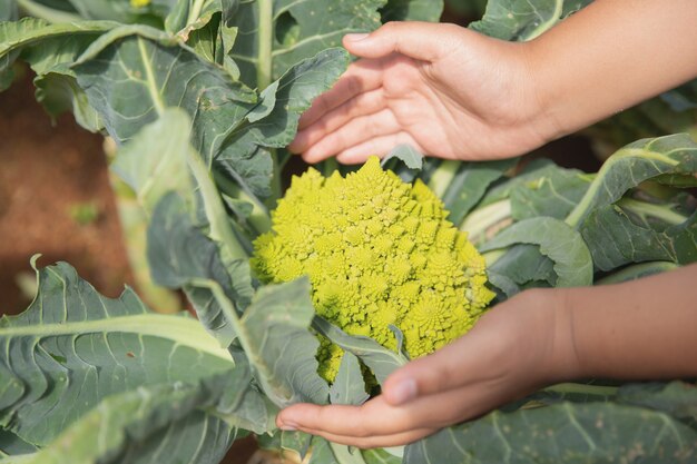 Cerrar mano agricultor en el jardín durante el tiempo de mañana