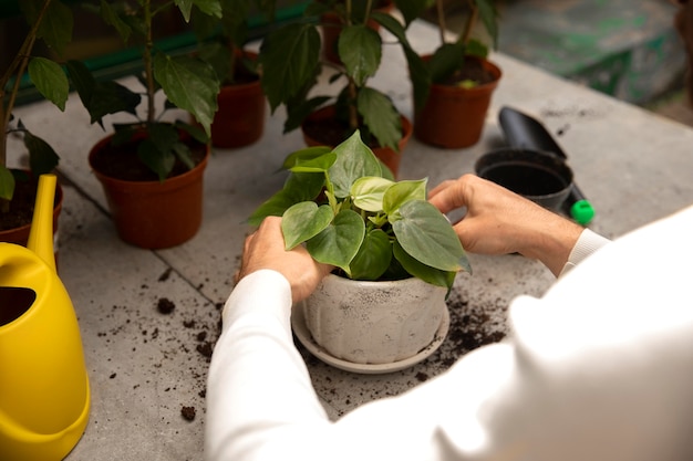 Cerrar las manos cuidando de la planta