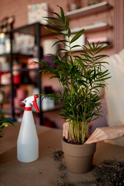 Cerrar las manos poniendo la planta en maceta