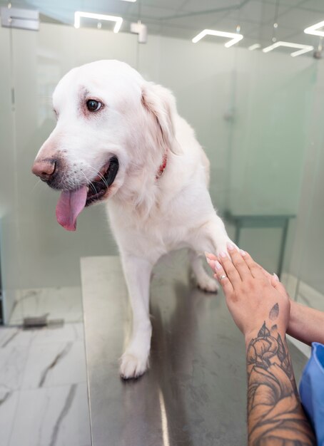 Cerrar las manos sosteniendo la pata del perro