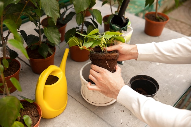 Cerrar manos sosteniendo la planta