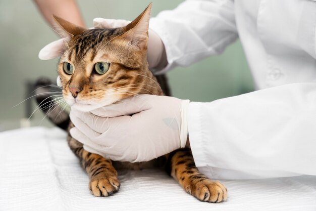 Cerrar médico con guantes