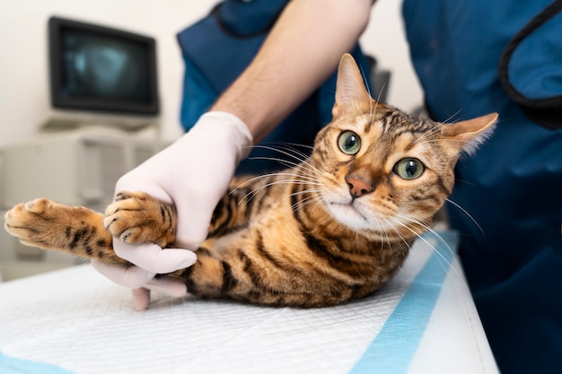 Cerrar médico sosteniendo gato