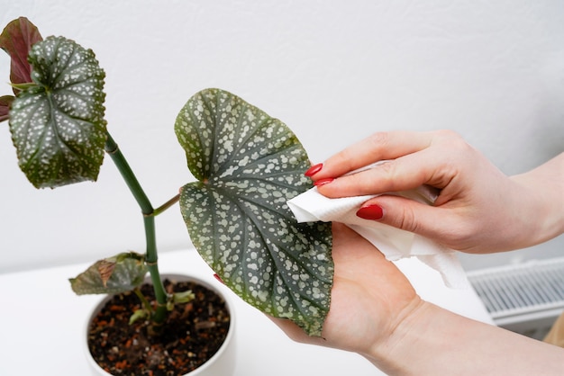 Cerrar mujer limpiando hojas de plantas