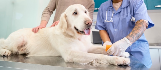 Cerrar perro sonriente en la clínica veterinaria
