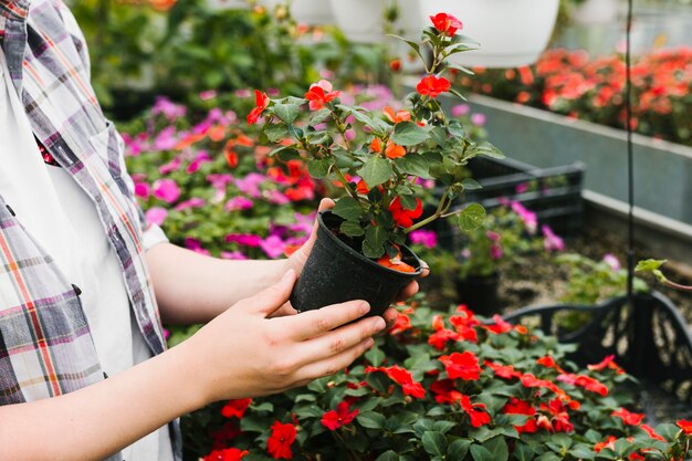 Cerrar persona sosteniendo una planta